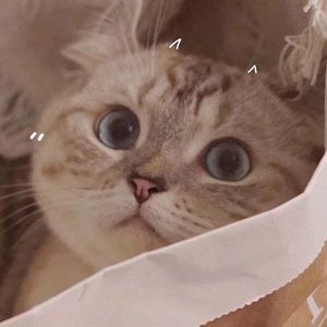 Meet your Posher, Shile